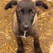 MEGAN - reserviert Tierheim Burgdorf