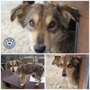 JASMINE - reserviert Casa Animale