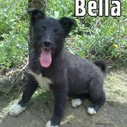 BELLA - reserviert TH Lingen