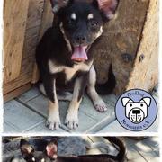 TRUDCHEN* - reserviert Casa Animale (P.)