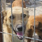 YOLANDA - reserviert Hamburger Tierschutzverein