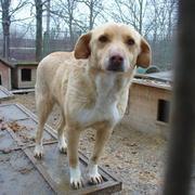 HOLLY - reserviert Tierschutzliga Dorf