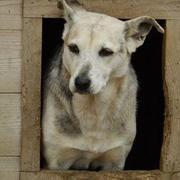 LISE (Patricia) - reserviert Hamburger Tierschutzverein