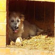 MARTI - reserviert Tierheim Koblenz