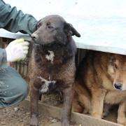 YEMINA - reserviert Hamburger Tierschutzverein