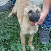 GASTON - reserviert Hundehilfe Salzgitter