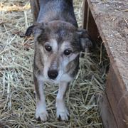 FLORETTA* - reserviert - Casa Animale T.