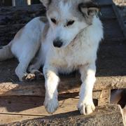 DAISY* - reserviert Tiere brauchen Freunde e.V.