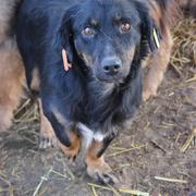 TRUDI* - reserviert Tierheim Koblenz