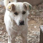 ANGELINE - reserviert Tierhilfe Lebenswert e.V. (MP)