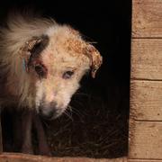 LOVANO - reserviert Tierfreunde Filderstadt