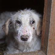 SONARA - reserviert Tierheim Tuttlingen