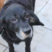 BAILEY (Shadow) - OLDIE - reserviert für Pflegestelle