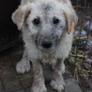 HUMMEL* -Tiere in Not Odenwald