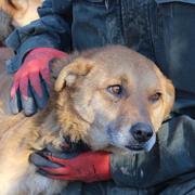 TALIA*-reserviert Tiere brauchen Freunde-A.