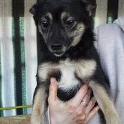 GIPSY* - reserviert Tiere brauchen Freunde