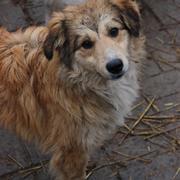 KACPER* reserviert Tierheim Koblenz