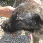 FIONA - reserviert (Tiere in Not Odenwald)