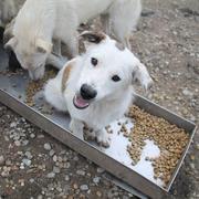 JOJO - reserviert Tierschutzverein München