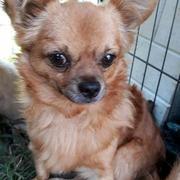 GERRY - ca. 30- Chihuahua (Mix) - reserviert PVA