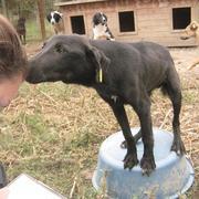 JAMES - reserviert Tiere brauchen Freunde