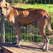 MAJA - reserviert Tierheim am See