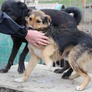 PEPPI - reserviert Hamburger Tierschutzverein