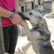 AMIRA - reserviert Tierschutzligadorf