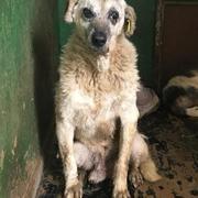 LUDGER - reserviert Tierheim Koblenz