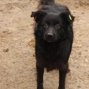 ISMAEL* - reserviert Hamburger Tierschutzverein