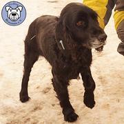 KUCKI - Oldie - reserviert Tierheim Ahrweiler