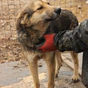 BASTIAN* - reserviert Hamburger Tierschutzverein