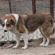 MARGA* - reserviert Tierheim Ahrweiler