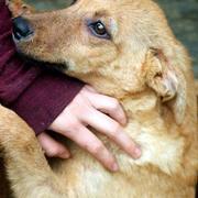 ENNY - reserviert Tiere brauchen Freunde e.V