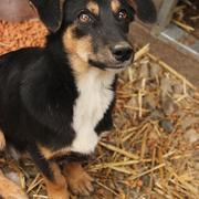 KATJA - reserviert Tiere brauchen Freunde