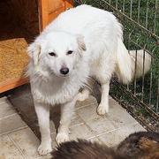 CANDIDA (Diana) - reserviert TH Burgdorf