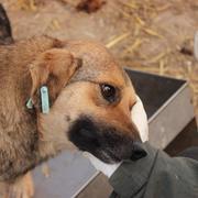 MUJO - reserviert Hamburger Tierschutzverein