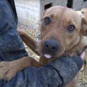 TAMMY - reserviert Hamburger Tierschutzverein