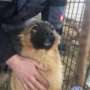 KIOWA - reserviert Hamburger Tierschutzverein