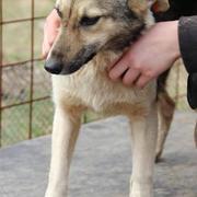 TRIXIE - reserviert Hamburger Tierschutzverein