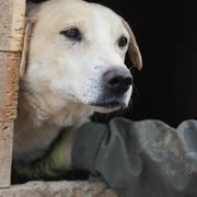 DANDY - reserviert Hamburger Tierschutzverein