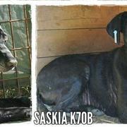 SASKIA* - reserviert Casa Animale