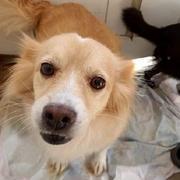 GASTONA - reserviert Second Chance Dogs