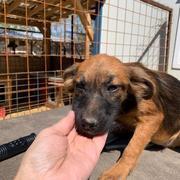 CHAP - reserviert Dog Rescue / Tierhilfe Lebenswert e.V.