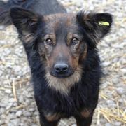 DJEGO - reserviert Dog Rescue / Tierhilfe Lebenswert e.V. (MP)