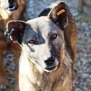 FEBE - reserviert Dog Rescue / Tierhilfe Lebenswert e.V. (MP)