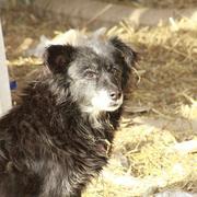 GRANNY - reserviert Dog Rescue / Tierhilfe Lebenswert e.V. (MP)