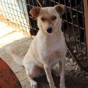 GRISILLA - reserviert Dog Rescue / Tierhilfe Lebenswert e.V. (MP)