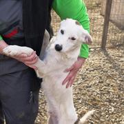 JANNES - reserviert Dog Rescue / Tierhilfe Lebenswert e.V. (MP)