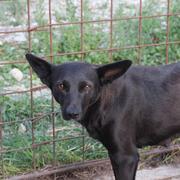 KEMI - reserviert Dog Rescue / Tierhilfe Lebenswert e.V. (MP)